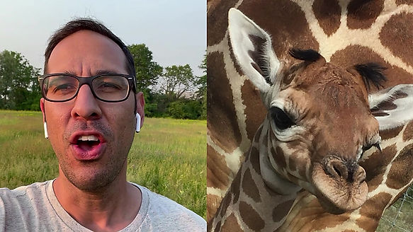 Are giraffes born with horns?